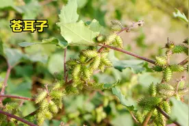 寻骨风，身边的伤药，治风湿痛、手脚麻，外用、泡酒、煎水都可以图片