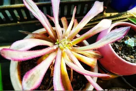 手机摄影:法师砍头后，红覆轮生侧芽缓慢#唤醒好春光#图片