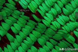 微观世界多美妙？显微摄影带你体验科学与艺术的完美结合图片