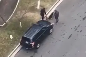 以狗治狗？江苏宜兴一小区流浪狗伤人难擒获，捕猎犬前往降服视频封面