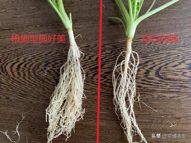 根系养的好，高产跑不了！生根养根，一步解决