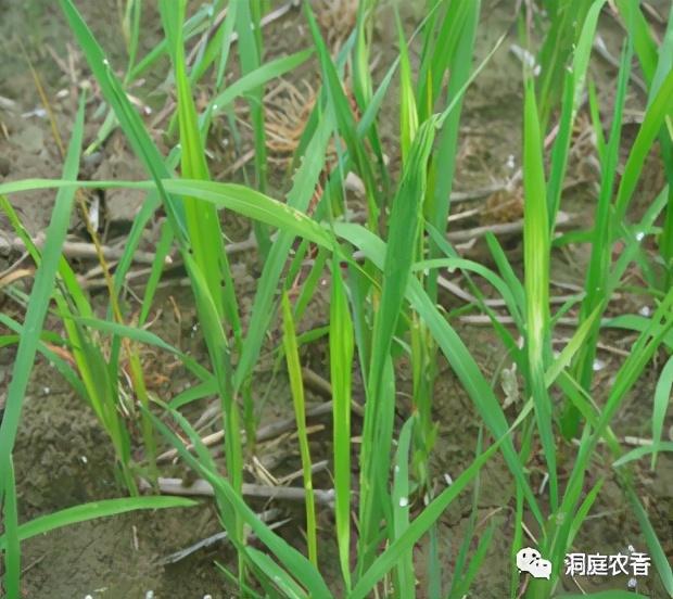 你知道如何正确“避雷”吗？水稻田除草剂药害识别与规避（二）