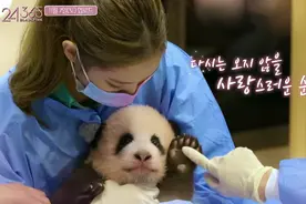 央视批评韩星违规接触熊猫后，YG终发声明，却被指通篇推卸责任图片