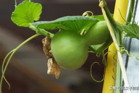 文玩小葫芦种植注意：适时播种，经常搭架打顶闷尖图片