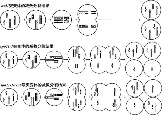 北京市2019年高三一模考试典型题目分析（生物）