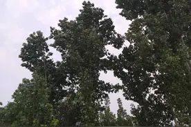 盛夏的果实图片