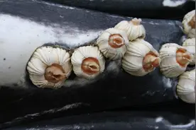 海洋中，遭人唾弃的藤壶有多可怕？看看鲸鱼和海龟的下场就懂了图片