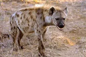 花豹收留落魄鬣狗，花豹遭遇危险时，鬣狗竟舍命去救恩公！纪录片图片