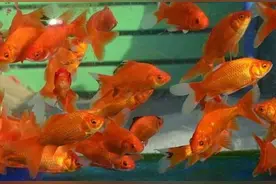 精心挑选6种最容易饲养的观赏鱼，奉献给鱼友，说错了我就罚酒喝图片