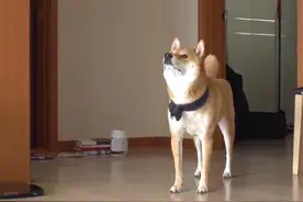 柴犬参加葬礼回来后，开始对天花板咆哮，怀疑它看到不干净的东西图片