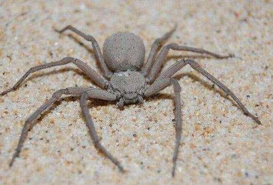 我们平时生活中很少会遇到毒蜘蛛,不过,这不代表它们就不恐怖.