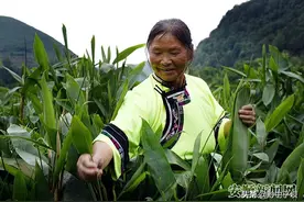 平坝区天龙镇打磨村：粽叶变身“致富叶”图片