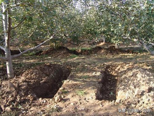 这份苹果管理周年施肥建议方案比较全面，果农们可以收藏备用