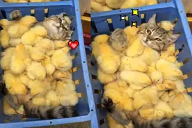 当猫咪遇上一群小鸡，喵星人：这样的被单给我来一打图片