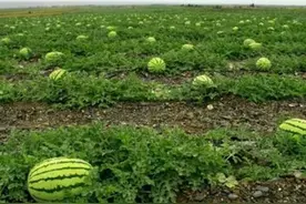 硒砂瓜曾上奥运会餐桌，为何局部开始禁止种植？未来还能吃到吗？图片