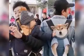 “爸，他扒拉我！”萌娃路遇宠物狗忍不住上手，狗子的表情太无辜图片