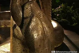 盘点：世界上最大的蛇类图片