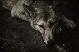 开局一块黑板，画面全靠用刀刮，最终效果惊人图片