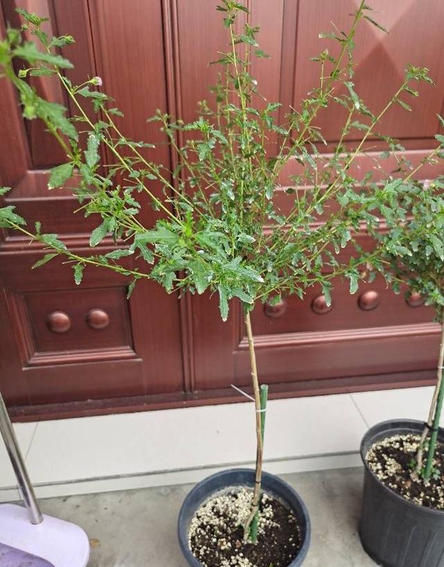 养好小木槿，做到3点，花期更长了，侧枝多花量大美美哒