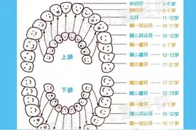 什么是“六龄齿”图片