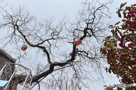 千年酸枣树被人偷去一个树枝，村民无奈加装3米高铁笼保护图片