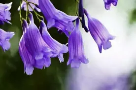 奇花吐槽篇：诗人赞美三千年的美花，四千年的美女！真相是什么？图片