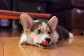 狗狗呕吐的8个常见原因，呕吐这事可大可小，主人可不能掉以轻心图片