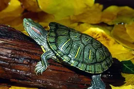 各种水龟龟图图片