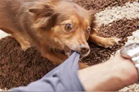 路遇“恶犬”怎么办？你需要学会这几招，自救、救人很实用图片