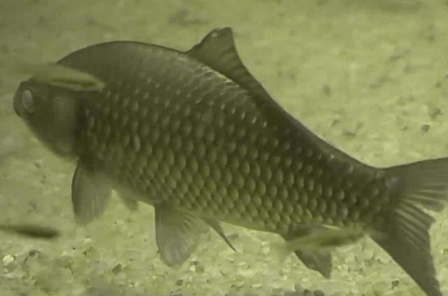 3种鱼类吃饵方式，一种是试探；一种考验水平，一种新手也能上鱼