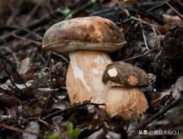 楚雄市南华县舌尖盛宴——菌子大全