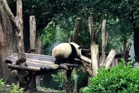 期待再一次旅行，成都等我图片