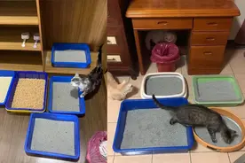 养了5只猫咪，却放9个猫砂盆，网友：知道真相的我们眼泪流下来图片