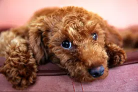 真相：泰迪犬夏天真的怕热吗？图片