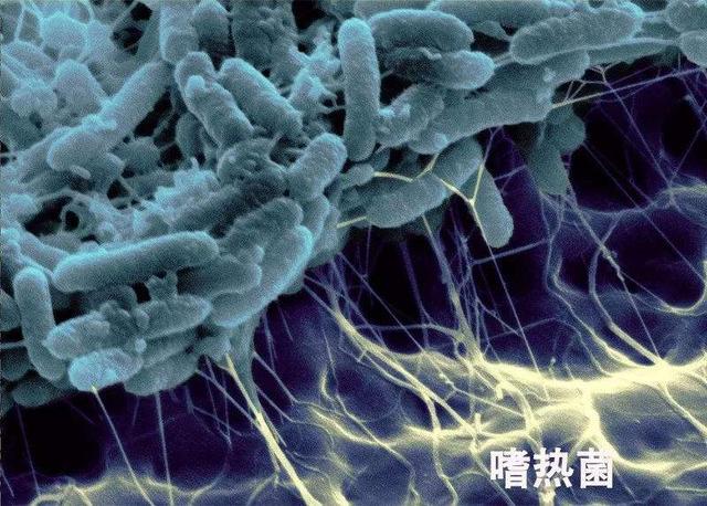 新型冠状病毒138：极端嗜热菌，极端嗜盐菌，“蛋”字的起源