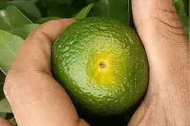 柑橘高温季节出现脐黄落果又脐腐裂口，该怎么防治？小技巧告诉你图片