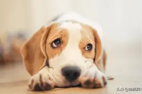 狗主人错牵其他狗回家，给狗急的说了人话图片