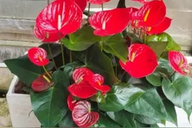 养红掌盆栽，掌握5个“小诀窍”，长得花繁叶茂，漂亮又喜庆图片