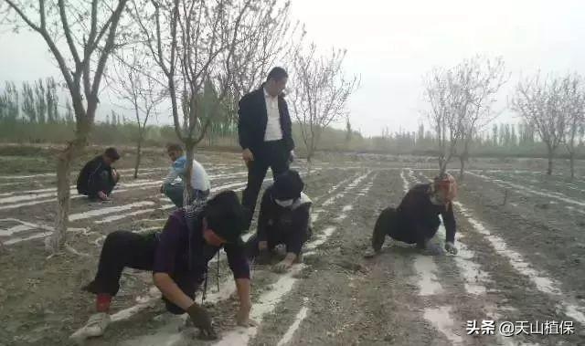 出苗期的棉花应该怎么管？