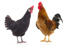 万物皆有爱：一只公鸡和母鸡的生死相依的故事让人感动图片