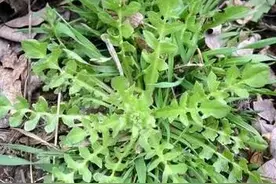 荠菜的识别要点和利用价值图片