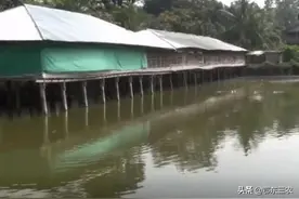 水上建鸡场水下养鱼，这种养殖模式行不行？养鱼老人说出心里话图片