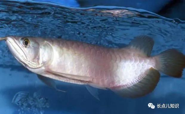 世界十大最贵的鱼 2025年世界十大最贵的鱼翅 世界十大最贵的鱼 2025年世界十大最贵的鱼翅