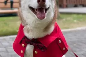 80斤女友抱起60斤的二哈就是一顿爆冲，男主一旁瞬间看呆图片