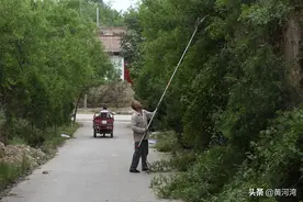 高温酷暑，农村6旬大叔，路边黄土崖上剪酸枣枝，他要干什么图片