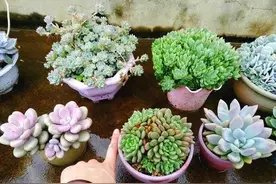 这几种花不能淋雨，不然分分钟空盆，真的很金贵图片