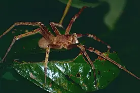 世界最毒蜘蛛，男性被咬后，会引发持续数小时的「生理反应」图片