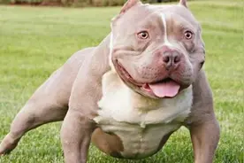 它是世界上打呼噜最响的狗，主人：养了它等于买了一个乐队图片