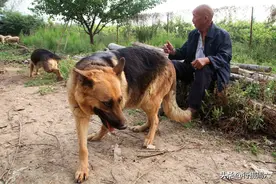 78岁农民大爷家养“狼狗”，能护卫会牧羊还可赚钱，2万不卖图片