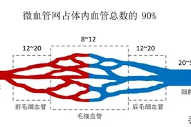 高血压防治：关注微循环，动静兼顾图片